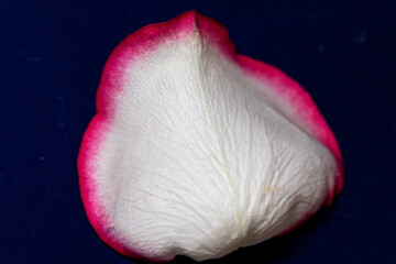 Macro mode. Rose petals close-up. The structure and texture of the petal in detail.