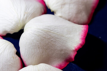Macro mode. Rose petals close-up. The structure and texture of the petal in detail.