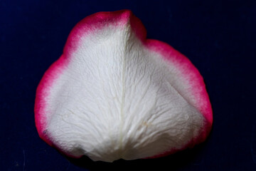 Macro mode. Rose petals close-up. The structure and texture of the petal in detail.