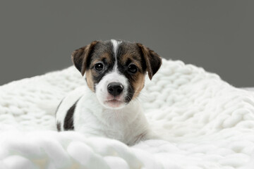 Little young dog posing serious. Cute playful brown white doggy or pet lying down in plaid on gray studio background. Concept of friendship, care, pets love. Looks delighted, funny. Copyspace for ad.