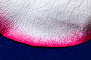 Macro mode. Rose petals close-up. The structure and texture of the petal in detail.