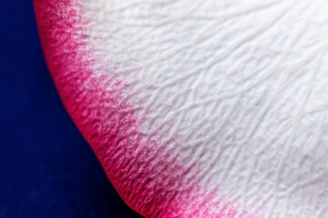 Macro mode. Rose petals close-up. The structure and texture of the petal in detail.