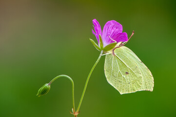 Butterfly Gonepteryx rhamni  in the early morning in a clearing on a  field flower waiting for the first rays of the sun