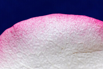 Macro mode. Rose petals close-up. The structure and texture of the petal in detail.