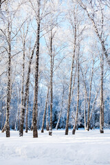 Winter Nature Landscape