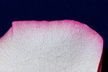 Macro mode. Rose petals close-up. The structure and texture of the petal in detail.