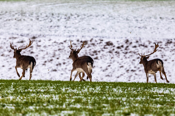 Fallow deer buck (Dama dama)in winter season.