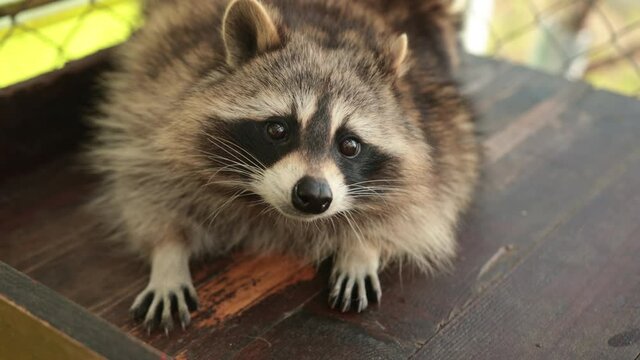 Close up head shot of a common raccoon. Animal magazine. Coon hides muzzle. Close-up portrait an adult racoon. Chipmunk face. Front view. Cute rodent. Wild beast on sunny day. Procyon lotor at zoo