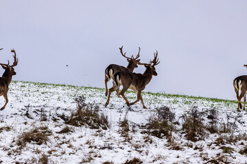 Fallow deer buck (Dama dama)in winter season.
