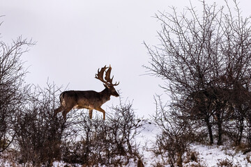 Fallow deer buck (Dama dama)in winter season.