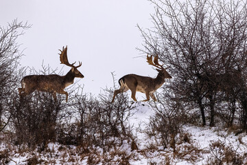 Fallow deer buck (Dama dama)in winter season.