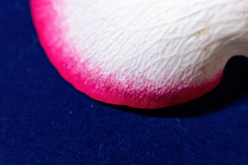 Macro mode. Rose petals close-up. The structure and texture of the petal in detail.