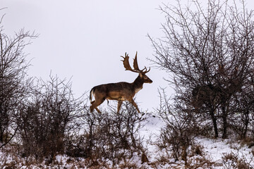 Fallow deer buck (Dama dama)in winter season.
