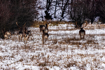 Fallow deer buck (Dama dama)in winter season.