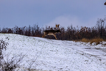 Fallow deer buck (Dama dama)in winter season.