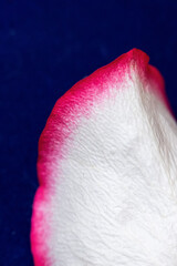 Macro mode. Rose petals close-up. The structure and texture of the petal in detail.