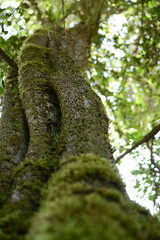 tree with moss on the roots and trunk in a green forest - selective focus