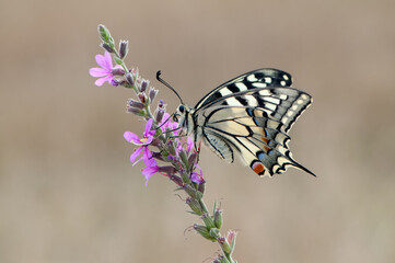 Wonderful butterfly Papilio machaon  spread its wings on a summer day on a pink field flower