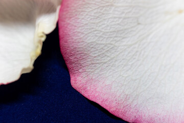 Macro mode. Rose petals close-up. The structure and texture of the petal in detail.