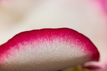 Macro mode. Rose petals close-up. The structure and texture of the petal in detail.