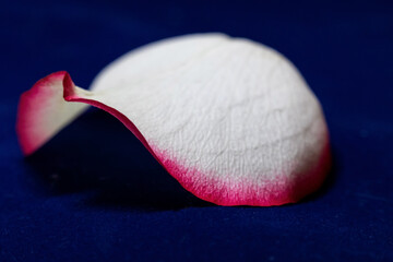Macro mode. Rose petals close-up. The structure and texture of the petal in detail.