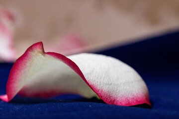 Macro mode. Rose petals close-up. The structure and texture of the petal in detail.