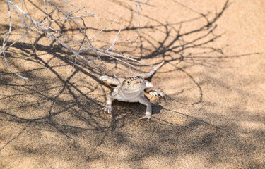 Lizard spotted in a dessert