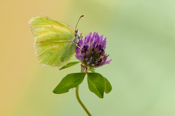 Butterfly Gonepteryx rhamni  in the early morning in a clearing on a forest clover flower waiting for the first rays of the sun