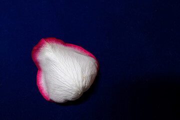 Macro mode. Rose petals close-up. The structure and texture of the petal in detail.
