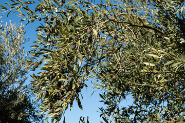 A sunny olive branche with mature olives. A blue sky. Autumn in Provence in France.