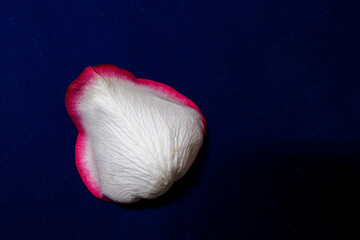 Macro mode. Rose petals close-up. The structure and texture of the petal in detail.