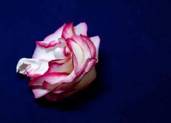 Macro mode. Rose petals close-up. The structure and texture of the petal in detail.