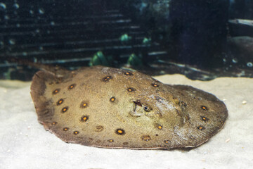 Stingray motoro (Potamotrygon motoro) in an aquarium on a sandy bottom