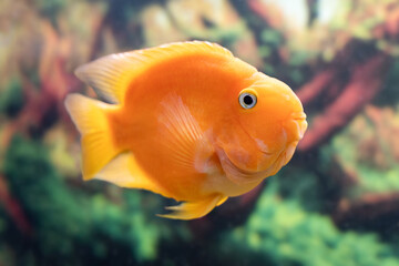 Beautiful parrot fish swims in the aquarium