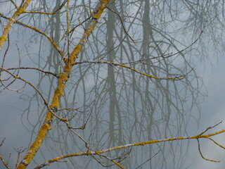 reflection of a tree in water