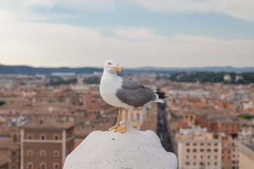 Mediterranean gull seating on roof of Vittoriano in Rome, Italy