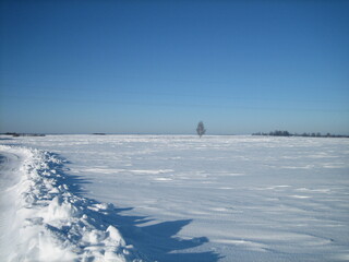 Clear snow field on a clear frosty day. Only in the distance, on a flat horizon, is the forest visible.