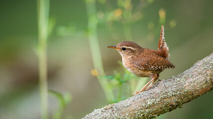 Eurasian wren, troglodytes troglodyte, sitting on tree in summertime nature. Little brown songbird resting on wood in forest. Small feathered animal observing on mossed branch.