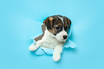 Fototapeta na wymiar Cute and little doggy running breakthrough blue studio background purposeful and inspired, attented. Concept of motion, action, movement, goals, pets love. Looks delighted, funny. Copyspace for ad.