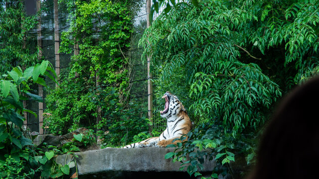 Tiger yawning in a zoo