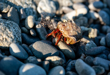 Red Cancer hermit in his shell, imposed a storm on the sea shore strewn with pebbles. Crimea.