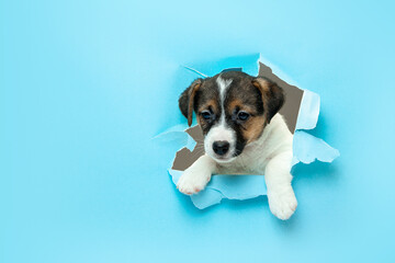 Cute and little doggy running breakthrough blue studio background purposeful and inspired, attented. Concept of motion, action, movement, goals, pets love. Looks delighted, funny. Copyspace for ad.