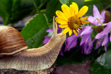 snail is actively crawling in nature. mollusc and invertebrate. delicacy meat and gourmet food.