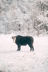 Big yak in winter on a snowy field