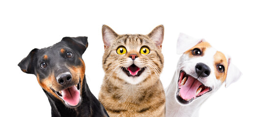 Portrait of funny dogs and cat together isolated on white background