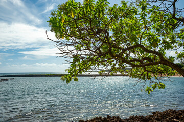 tree and tropical beach in Hawaii