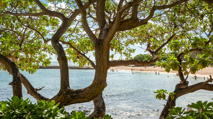 tree and tropical beach in Hawaii