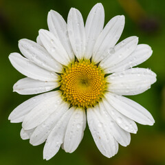 Fototapeta premium White Oxeye