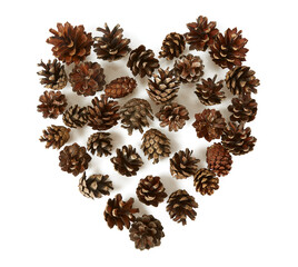 cones of pine isolated on white background