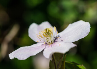 Clematis